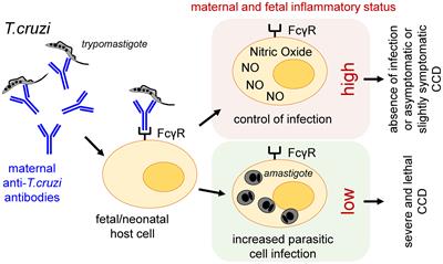 Is Antibody-Dependent Enhancement of Trypanosoma cruzi Infection Contributing to Congenital/Neonatal Chagas Disease?